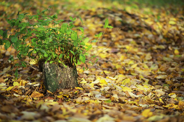 Tree Stump with Green Plants Surrounded by Autumn Leaves in Sunlit Forest