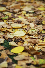Autumn Leaves Carpet on Forest Floor: Vibrant Fall Foliage Background