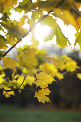 Sunlit Autumn Leaves on Tree Branch with Soft Focus Background