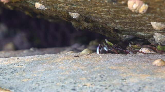 Two Purple rock crabs, (Leptograpsus variegatus) alerted by the surroundings, quickly retreat to the safety of their coastal rock shelter, surrounded by limpets and barnacles, close up shot.