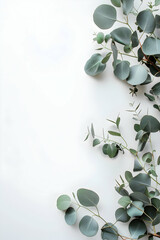 Lush green eucalyptus leaves arranged artistically on a clean white background, ideal for design