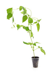 Sprouted beans with roots and leaves.