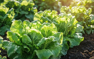Naklejka premium Rows of bright green lettuce plants growing in the sun
