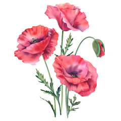 The poppies are red, on a white background. Watercolor illustration wildflowers, poppies, buds, leaves and stems. Hand-painted botanical flower clipart, floral design elements