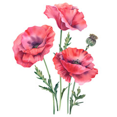 The poppies are red, on a white background. Watercolor illustration wildflowers, poppies, buds, leaves and stems. Hand-painted botanical flower clipart, floral design elements