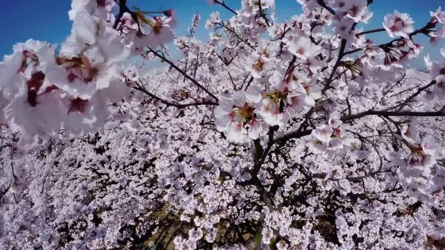 Fully bloomed cherry blossoms captured through a special aerial shot.