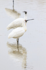 Pair of Black-faced Spoonbills in Shallow Water, Mai Po Natural Reserve, Hong Kong