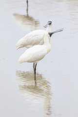 Pair of Black-faced Spoonbills in Shallow Water, Mai Po Natural Reserve, Hong Kong