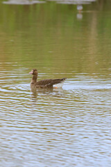 Greater White-Fronted Goose Swimming in Calm Water