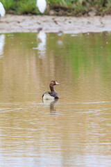 A Solitary Goose Glides Through the Serene Pond Waters, Mai Po Natural Reserve, Hong Kong