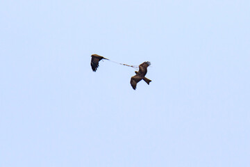 Black Kites in Mid-Air Tug-of-War