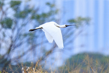 Black-Faced Spoonbill in Flight Over Wetland, Mai Po Natural Reserve, Hong Kong