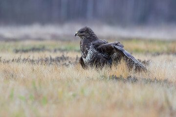 Buzzard with spread wings in a golden meadow