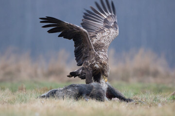 A white-tailed eagle with spread wings tearing a wild boar