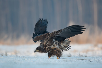 A frosty white-tailed eagle ruffles its feathers on a winter meadow