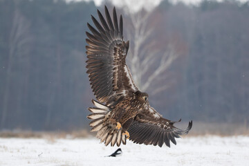 A giant bird of prey in flight over a winter meadow