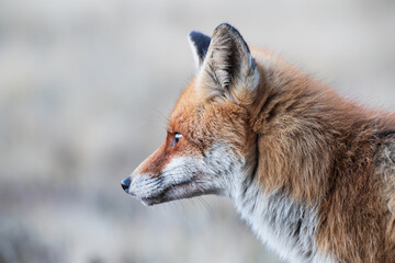 The head of a fox seen in profile