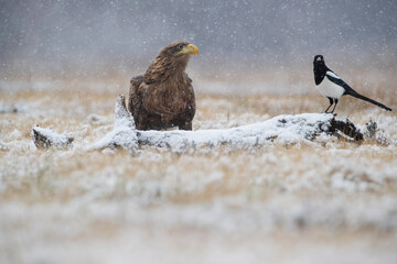 A bald eagle glances at a magpie sitting on a log