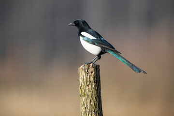 Magpie on a peg in warm colors