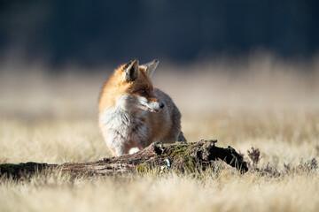 A fox in a meadow looking to the side
