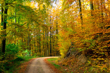 Landscape of autumnal forest.