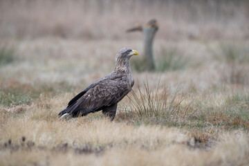 Fototapeta premium A white-tailed eagle sitting on an autumn meadow