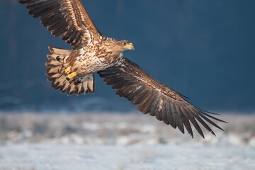 A white-tailed eagle flying over a winter meadow