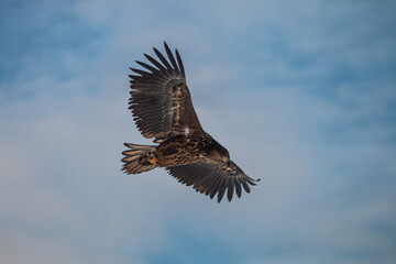 A white-tailed eagle flying against the background of clouds, looking for prey on the ground
