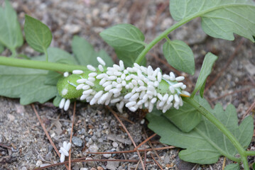 Close Up Look at Wasp Larvae on a Hornworm