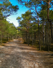 Forest in Stilo. Northern Poland.