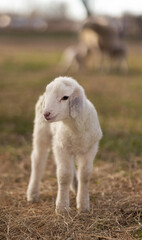 Obraz premium White sheep lamb with a ewe nursing other lambs in the background