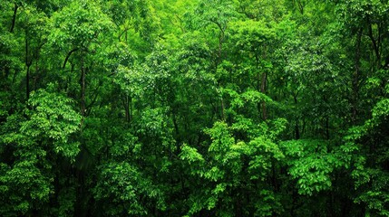 Lush Green Forest Canopy In Summer