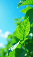 Obraz premium Big and fresh soybean leaves against a bright blue sky, nature, fresh
