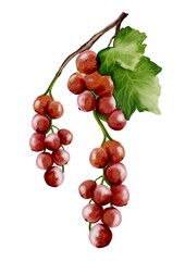 Beautiful watercolor redcurrant illustration on a clean white background for design projects