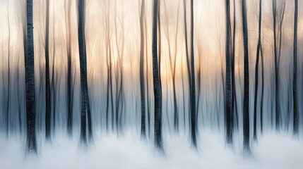Obraz premium Misty winter forest with tall trees and soft morning sunlight