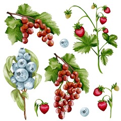 Redcurrant and blueberry watercolor set for textile and packaging design