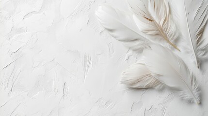 Obraz premium Feathers Gracefully Arranged on Soft White Surface with Copy Space