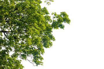 green leaves tree branch isolated on white background