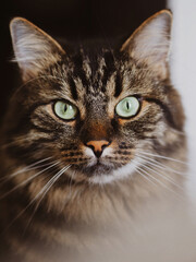 Close-up view of beautiful cats green eye.