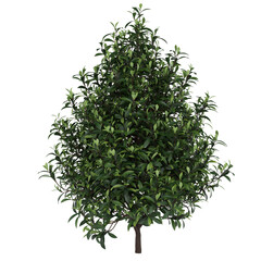  Free PNG 3d illustration of Tasmannia-purpurascens_PRV 2 tree frontal isolated transparent background perfectly cutout high resolution