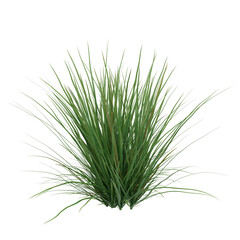  Free PNG 3d illustration of Poa labillardieri Eskdale tree frontal isolated transparent background perfectly cutout high resolution