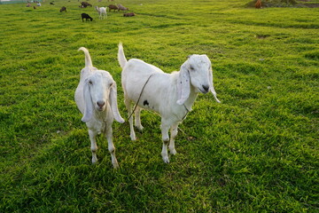 Fototapeta premium A flock of goat grazing on the green grass, Young goat eating grass and walking on a meadow, A sheep grazing green grass on a village farmland