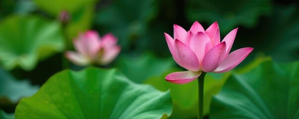 Fototapeta premium Green leafy stem with a single pink lotus flower blooming, water lily, natural, flowers