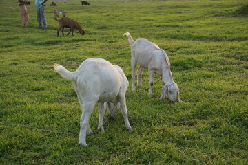 Obraz premium A flock of goat grazing on the green grass, Young goat eating grass and walking on a meadow, A sheep grazing green grass on a village farmland