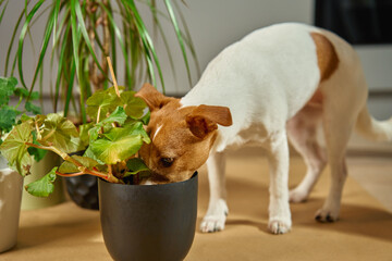 Small white and brown dog sniffs potted plant indoors. Curious Jack Russell Terrier surrounded by...