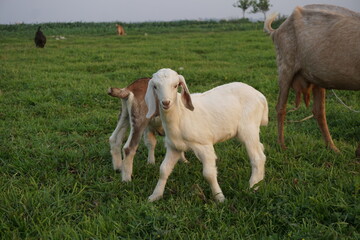 Adorable small goats are playing on a meadow, Playful goat kids are grazing