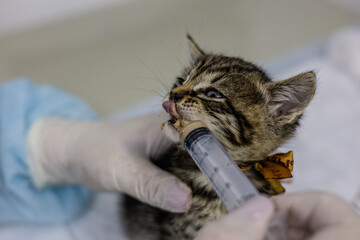 A veterinarian wearing gloves carefully feeds a rescued kitten with a syringe The doctor provides...
