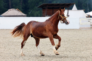 Galloping sports race horse on the sports platz