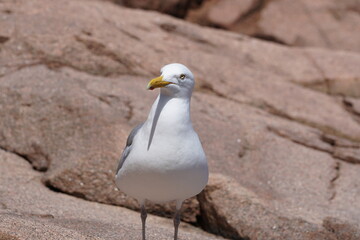 A seagull stands on a sunlit rocky shore, gazing into the distance. The crisp details of its feathers and bright natural lighting make this perfect for wildlife, coastal, and nature themes.