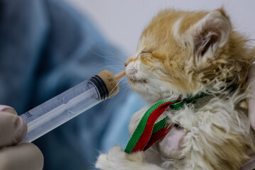 A veterinarian carefully feeds a small homeless kitten with a syringe. A veterinarian provides the...